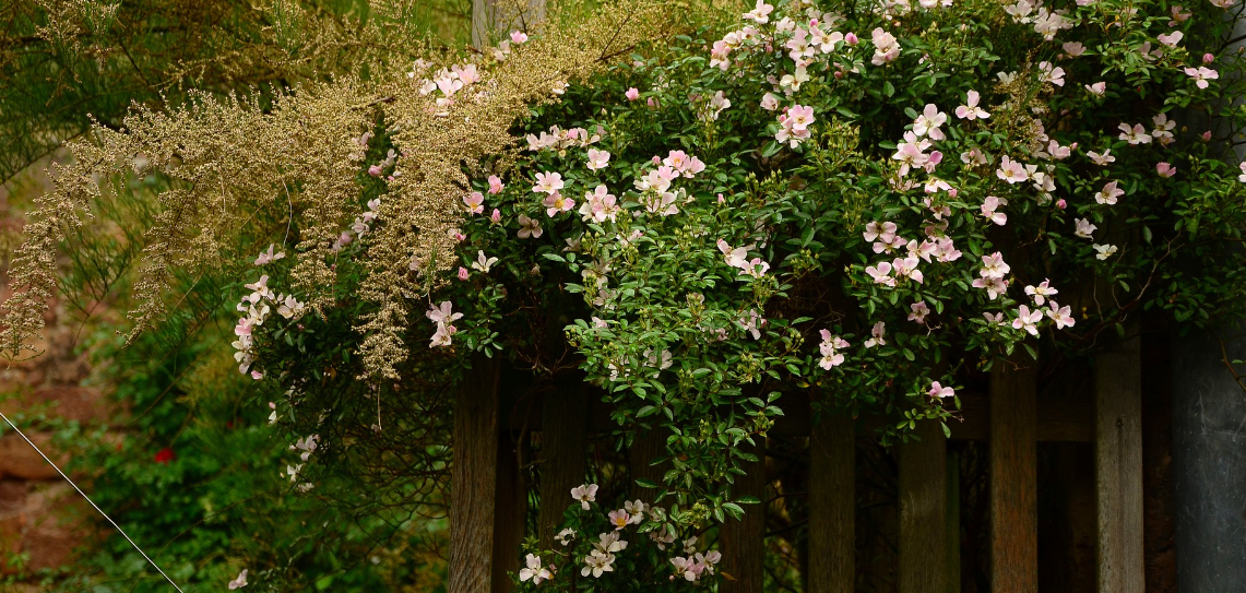 Useful Tips For A Garden Clearance Useful Tips For A Garden Clearance